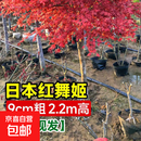 日本红枫树苗四季红舞姬室外枫叶盆景盆栽庭院绿化植物风景花树苗 日本红舞姬9cm粗2.2m高-别墅绿化