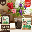 北蔬 凤仙花种子种植套装幼苗观察儿童种植小盆栽 凤仙花种子种植套装