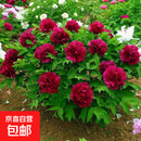 正宗牡丹花苗洛阳对版重瓣牡丹花树苗盆栽花卉绿植物当年开花 中国红6-8分支【开花多多】热销款