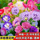 正品洋桔梗花无刺玫瑰花室内外花种混色花卉四季开花e 【屋前屋后】洋桔梗1000粒