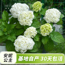 海蒂的花园绣球花苗小苗四季无尽夏花手鞠绣球阳台庭院花卉盆栽植物室内花卉 大花绣球安妮公主15cm盆【双十一限量9.9】 含盆