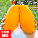 金煌芒新鲜进口水果广西当季热带大青皮芒果批发整箱送礼品物盒 5斤装【很划算】净重4.5斤 甄选特级果【单果250g+】