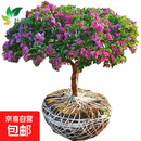 丁香花树苗盆栽浓香四季别墅紫色丁香植物花卉室内庭院风景树耐寒 丁香8cm粗别墅 不含盆