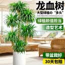 叹为观止 大型盆栽 单杆辫子发财树天堂鸟绿萝散尾葵办公室内开业乔迁礼品 多头龙血树1.5-1.7米【圆柱盆】 含盆