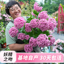 海蒂的花园绣球花苗小苗四季无尽夏花手鞠绣球阳台庭院花卉盆栽植物室内花卉 大花绣球妖精之吻15cm盆 含盆