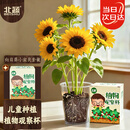 北蔬 向日葵种子种植套装植物观察窗儿童盆栽植物 儿童向日葵小盆栽