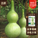北蔬 巨型葫芦种子种苗特大观赏文玩庭院盆栽葫芦籽 巨型葫芦种子20粒