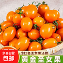 广西柿季辉煌圣女果樱桃小柿子黄色玲珑小番茄寿光现摘现发 5斤（带箱）
