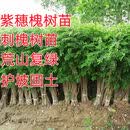 千虞紫穗槐树苗防沙固沙护坡灌木国槐树苗刺槐树苗耐寒耐旱固土绿化苗 紫穗槐60-80高度一千棵 10cm以下