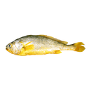 【产地直采】宁德冰鲜黄花鱼350-450g/条