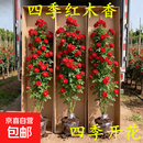 红木香树苗四季种植爬藤禄植物黄木香花大苗庭院耐热蔷薇花卉盆栽 红木香树苗四季开花 【精选大苗】四季红木香1.5-1.7米高