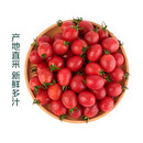 【水果菜】茂名电白千禧小番茄500g