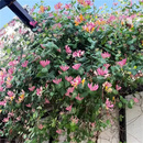 鼎曳京九红忍冬金银花爬藤盆栽植物红色耐寒耐热树苗可食用庭院花卉 【京九红】金银花带盆栽好1.3-1.5米高 【花期4-11月份】冬季落叶