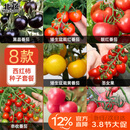 北蔬西红柿种子种苗盆栽小果大果番茄蔬菜种籽 8种西红柿种子组合