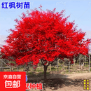 红枫树苗日本红舞姬红枫苗嫁接美国红枫小苗中国四季红枫红枫叶树 15公分粗【精品树形】