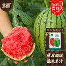 北蔬 西瓜种子苗早熟薄皮小果适合南北方盆栽瓜种籽 红玉西瓜种子50粒