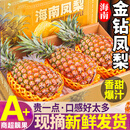 粤迎正宗海南金钻凤梨【闪送-多地次日达】当季新鲜爆甜手撕水果新鲜 5斤优选果【单果400g+】净4.5斤