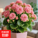 【带花苞发】稀有金狐狸长寿花盆栽重瓣四季开花室内客厅阳台花卉 带花苞【粉色】配绿色加仑盆