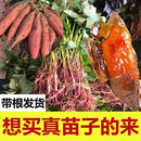 烟薯冰糖心哈密蜜薯苗红薯秧苗高产白心秧苗糖心紫薯红薯苗玛莎莉 西瓜红100棵