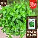 北蔬薄荷种子苗可食用四季种植阳台盆栽蔬菜籽 香薄荷种子1000粒x2包