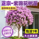 静黛轩紫薇树老桩庭院树苗 紫色紫薇（5公分粗/1.5-1.8米高）源头直发