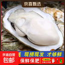 鲜活乳山生蚝新鲜牡蛎海蛎子5斤箱 5X特大蚝（15-21只每箱）净重10斤生蚝