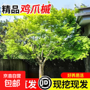 鸡爪槭树苗造型树原生红枫树苗盆栽大树小叶盆景庭院老桩绿化苗木 精品9公分粗别墅推荐