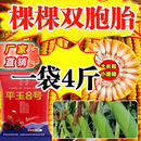 旺园兴红轴转基因玉米种子双胞胎黄金粮平玉8号矮杆原装抗倒抗病抗虫害 平玉8号一袋（4斤装）