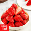 正宗丹东草莓红颜99中大果丹东源产地发货实惠装包邮 中果净重2斤(单果15g-20g)