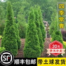 禾述【精品】塔柏树苗四季常青耐寒耐旱墓地扫墓松柏庭院别墅绿化苗木 【精品】塔柏树苗（1.5米-1.8米）带土球发货