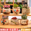 花翁多肉植物含盆土组合桌面室内小盆栽陶瓷花盆老桩玉露桃蛋源头直发