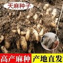 高产天麻种子高发芽率2026新高产蔬菜种子阳台盆栽e 【老农推荐】天麻种子2包100粒