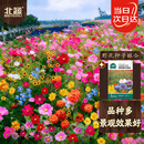 北蔬花种子四季种室内外盆栽野花海花籽 野花种子组合10g(大于1000粒)