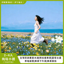 新疆旅游/赛里木湖/那拉提 /夏塔古道/纯玩无购小团伊路繁花新疆6日游北疆环线 伊路繁花6日游 0521-0531