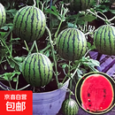 超甜麒麟蜜罐小西瓜籽无籽小西瓜四季种植阳台庭院盆栽水果籽 盆栽蜂蜜小西瓜种子1包