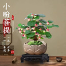 【特A级多果】小盼菩提盆栽带果禅意摆件室内办公室客厅好养活zt 禅意十足  新手好养  有水就活 【立减40】小盼菩提（舍得盆）*2