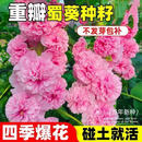 重瓣蜀葵花种子盆栽花苗一张红易活易种室外阳台春天花种子e 【屋前屋后】蜀葵种子200粒