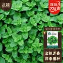 北蔬 薄荷种子留兰香可食用驱蚊四季种阳台盆栽 留兰香薄荷籽约3000粒