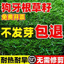 昂景进口矮生四季青草籽高档草坪种子免修剪抗旱耐寒护坡固土绿化草种 耐旱狗牙根50斤【耐旱耐热】