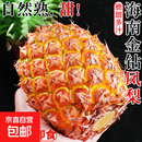 京喜加海南金钻凤梨新鲜应当季水果香水大菠萝手撕菠萝无眼整箱包邮 金钻凤梨净重8.5-9斤5-9个 【小果】