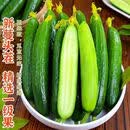 寿光水果小黄瓜现摘现发新鲜水果黄瓜 带箱 5斤