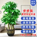 七叶岛绿植发财树绿植客厅大盆栽乔迁开业步步高发财树大盆客厅绿植盆栽 【精品级】1.5-1.6米步步高发财树 福字树脂盆