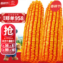 大禹郑单958玉米种子国审产高矮大棒杂交抗旱抗倒官方正品矮杆包谷 国审郑单958玉米种子4斤约1亩地用