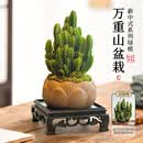 花翁仙人掌盆栽万重山室内仙人球多肉植物办公室桌面盆景源头直发