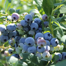 云南高山小糖丸蓝莓250g(14mm)