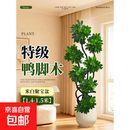 造型鸭脚木客厅绿植高级感室内大型盆栽高端大气上档次落地鸭掌木 【特级精品】造型鸭脚木1.4-1.5米【米白聚宝】 含盆