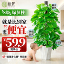 佳贺（JIAHE）大叶绿萝柱盆栽客厅大型绿植办公室内除甲醛净化空气绿箩源头直发 【限时特惠】1.4-1.6米大叶绿萝柱(钻石盆)