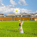 【含往返机票+陆地头等舱】云南旅游昆明大理丽江洱海玉龙雪山6天5晚跟团游亲子游家庭旅行 昆大丽6日 成人