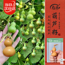 寿禾 手捻葫芦种子种苗特小文玩花草种籽 潍丰草里金手捻葫芦种子40粒