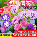 四季播种洋桔梗花重瓣开花易活庭院室外阳台混色235 重瓣洋桔梗花种子混合1000粒